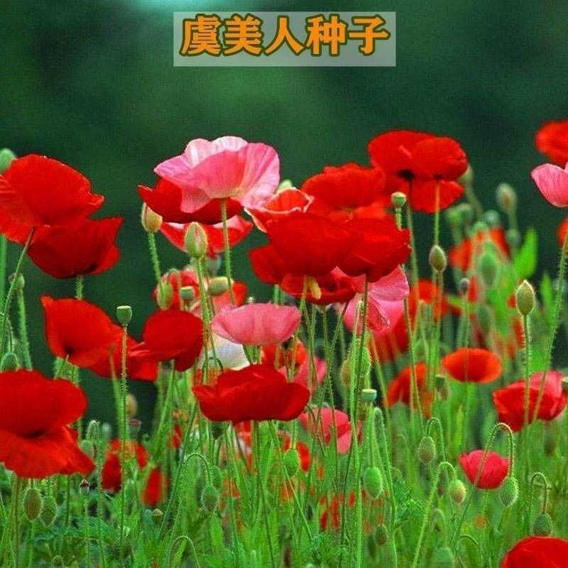 虞美人花种子 混色冰岛美人四季开花多年生庭院造景阳台花卉种子