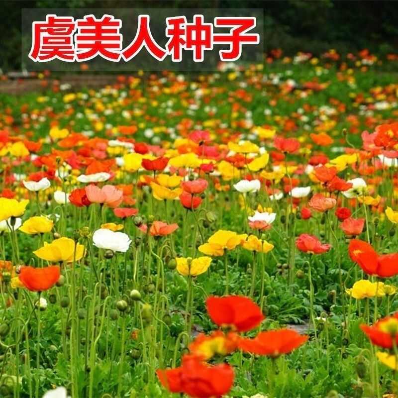 虞美人花种子 混色冰岛美人四季开花多年生庭院造景阳台花卉种子