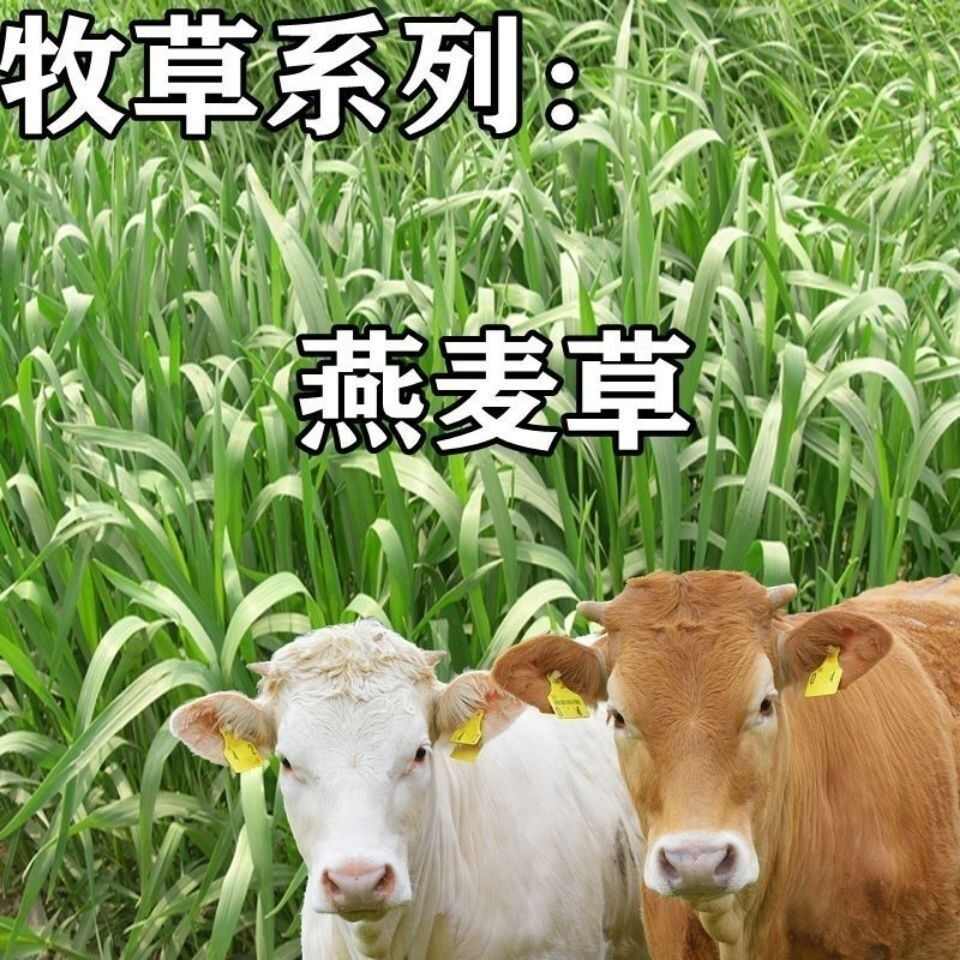 燕麦种子边锋燕麦牧草种子量饲料高营养 热卖春秋季种植燕麦