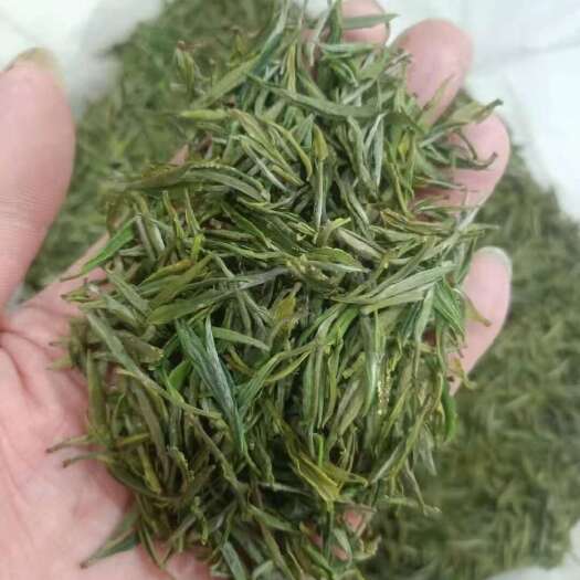 祁门县绿茶叶毛尖茶浓香型日照充足高山云雾茶散装共500g