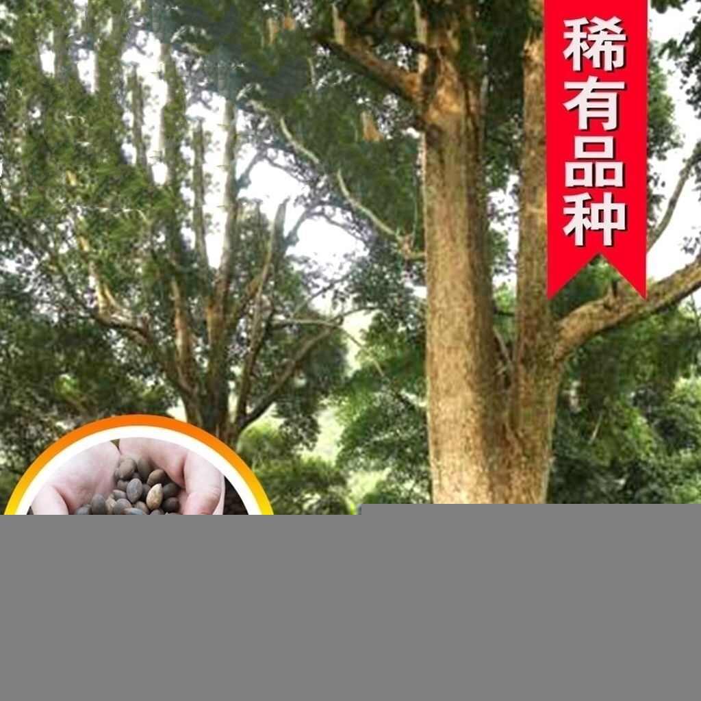 金丝楠木树种子金丝楠木种子小叶楠种子细叶金丝楠籽桢楠南木种子