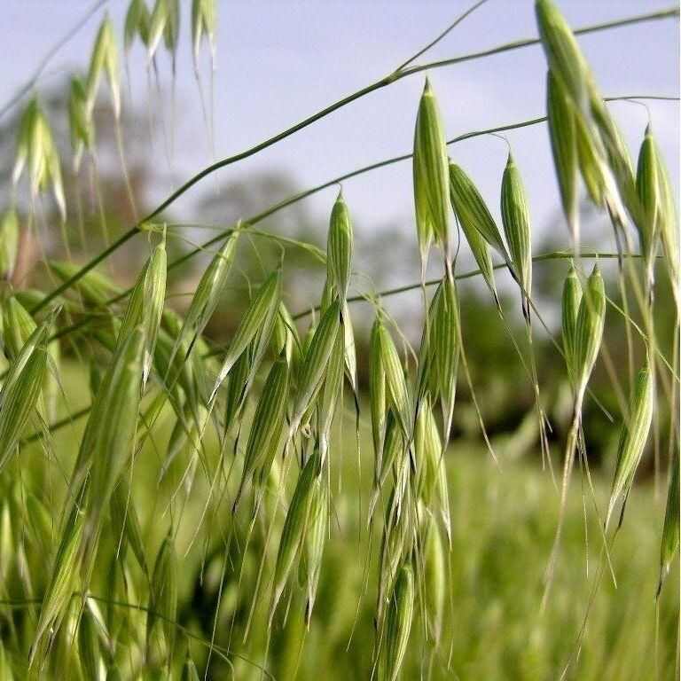 燕麦种子边锋燕麦牧草种子量饲料高营养 热卖春秋季种植燕麦