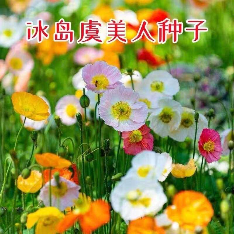 虞美人花种子 混色冰岛美人四季开花多年生庭院造景阳台花卉种子