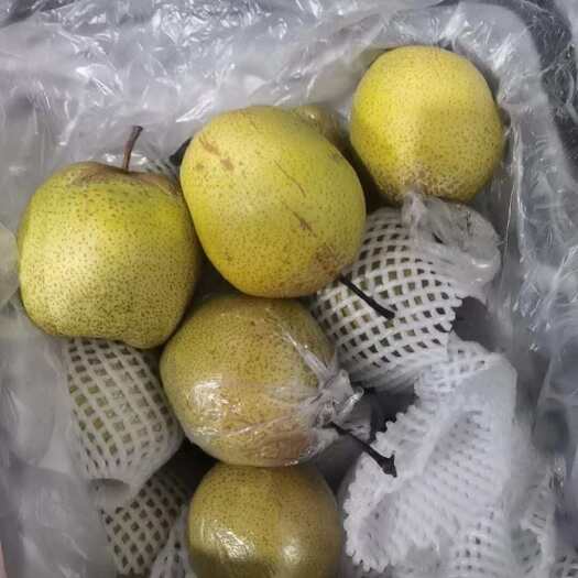 隆尧县膜袋雪花梨