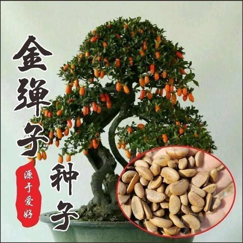 金弹子种子 盆景树金弹子种子 金弹子种籽 金单弹子种籽 金弹