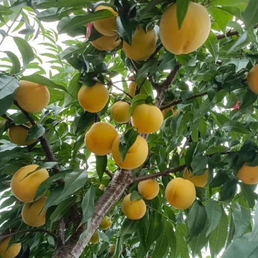南阳锦绣黄桃苗 芒果味大果型 果肉金黄高糖纯甜 保证正品假一赔十