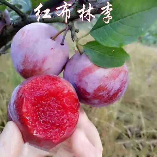 莒南县红布林李子苗嫁接苗包结果支持技术指导可签合同南北方可种