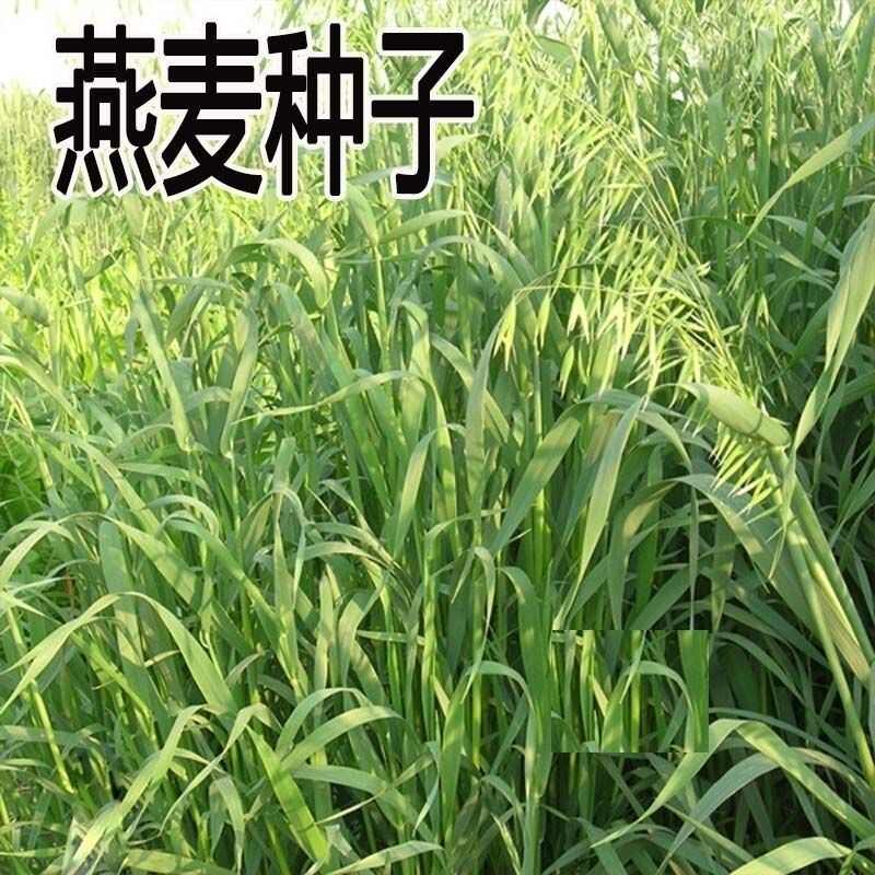 燕麦种子边锋燕麦牧草种子量饲料高营养 热卖春秋季种植燕麦
