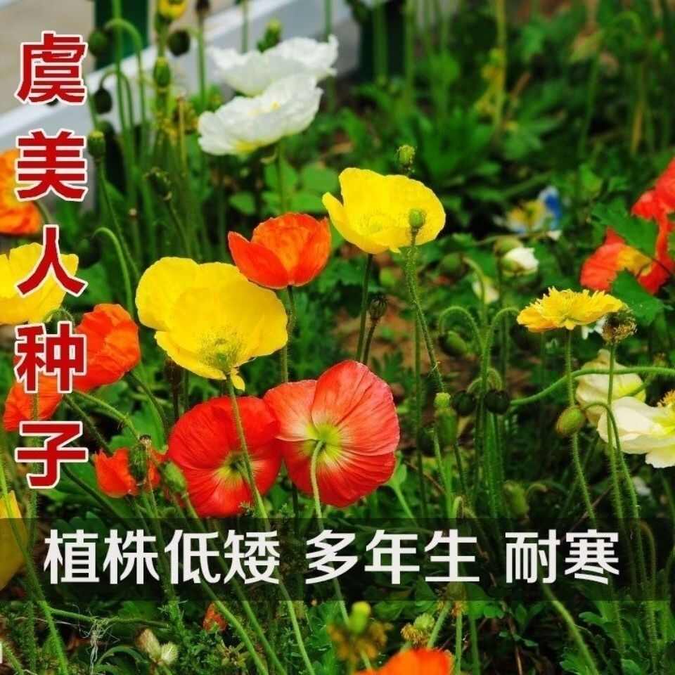 虞美人花种子 混色冰岛美人四季开花多年生庭院造景阳台花卉种子
