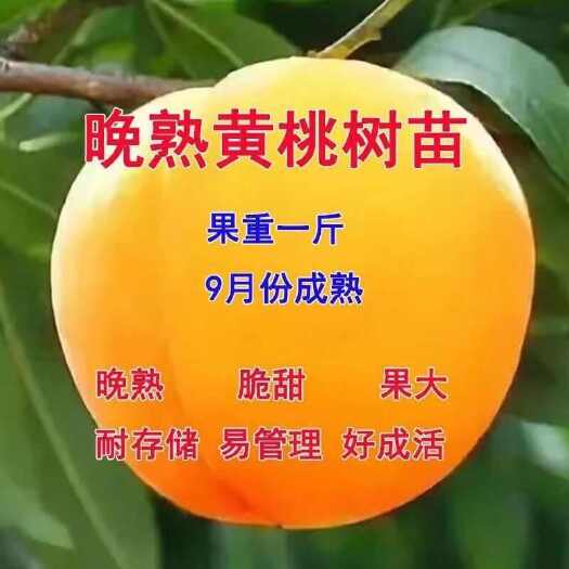 莒南县黄金蜜桃嫁接苗基地直销现挖现发保证品种保证质量可签合同