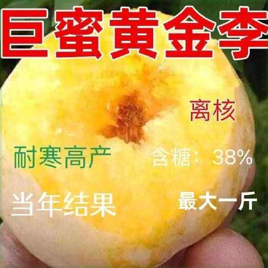 莒南县黄金奈李李子嫁接苗包结果支持技术指导可签合同南北方可种
