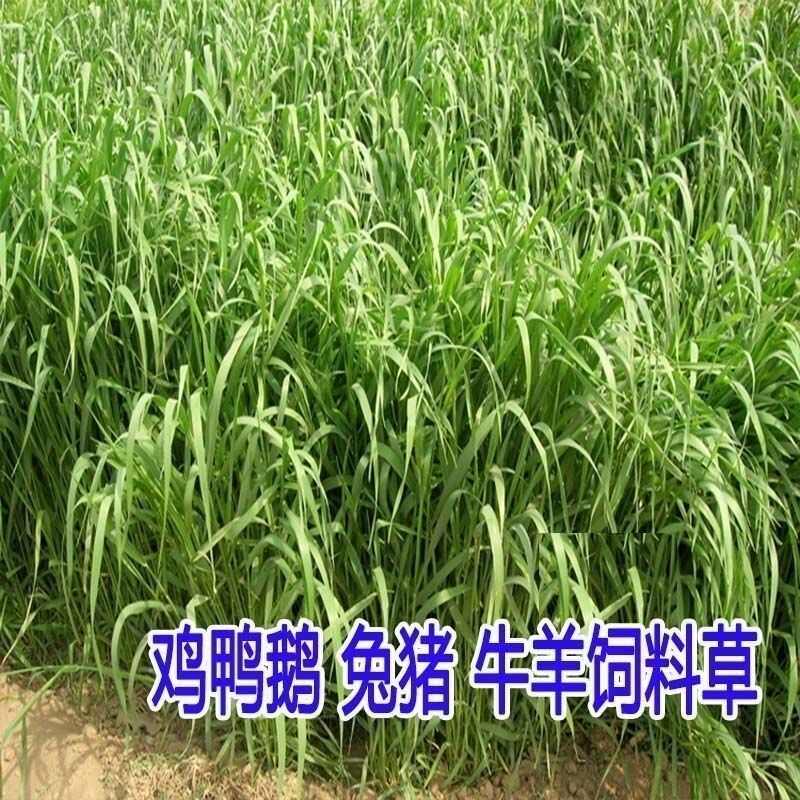 燕麦种子边锋燕麦牧草种子量饲料高营养 热卖春秋季种植燕麦