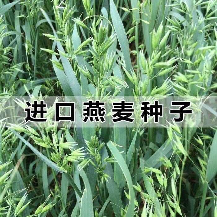 燕麦种子边锋燕麦牧草种子量饲料高营养 热卖春秋季种植燕麦