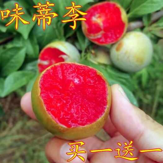 莒南县味帝李子苗嫁接苗包结果支持技术指导可签合同南北方可种植