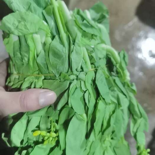 贵阳新鲜白菜苔刚上市，每天大约5000斤左右，接受预订