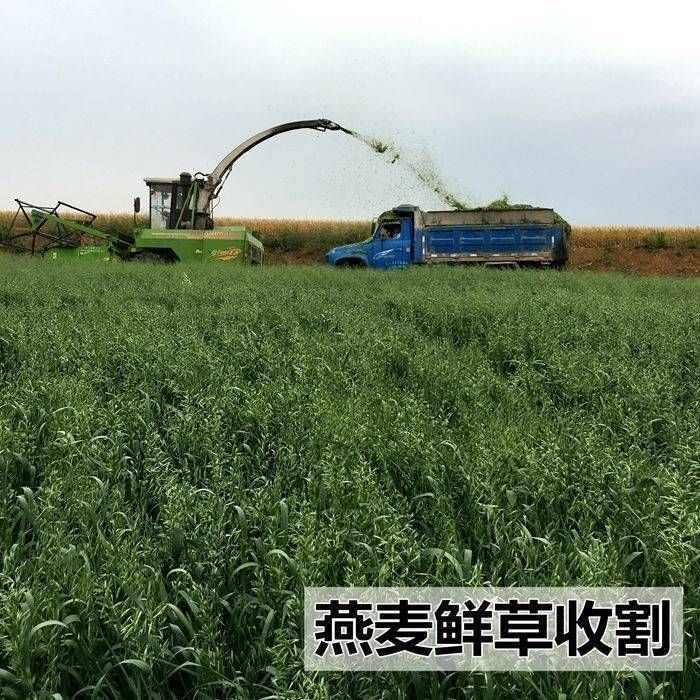 燕麦种子边锋燕麦牧草种子量饲料高营养 热卖春秋季种植燕麦