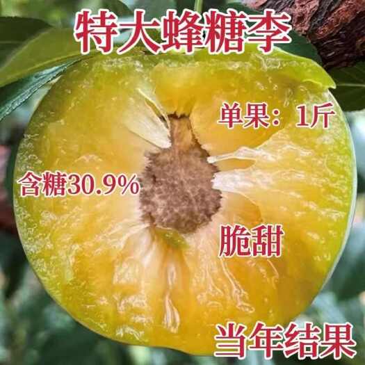 莒南县蜂糖李李子苗嫁接苗包结果支持技术指导可签合同南北方可种