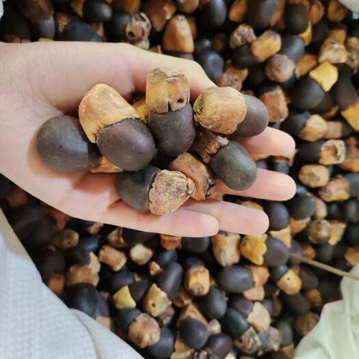 玉林批发马牙果 阴阳子