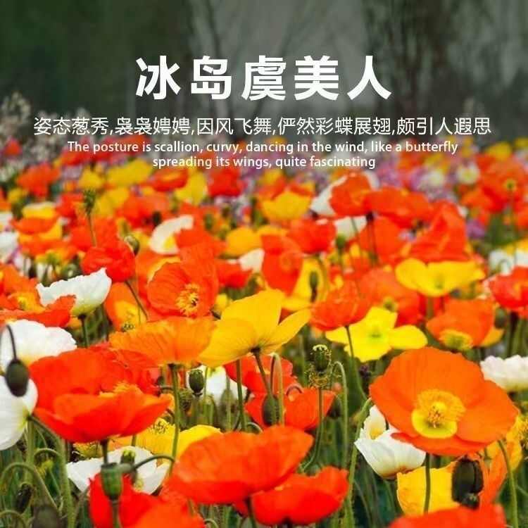 虞美人花种子 混色冰岛美人四季开花多年生庭院造景阳台花卉种子