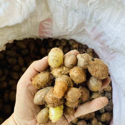 环江县天然深山石黄皮（凤凰蛋）（肾蕨），各种规格，可筛选