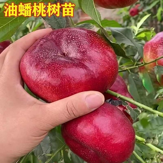 莒南县油蟠36－3嫁接桃苗基地直销现挖现发保证品种保证质量