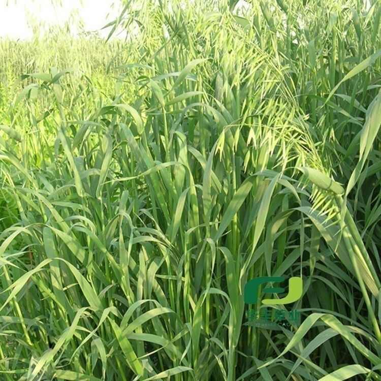 燕麦种子边锋燕麦牧草种子量饲料高营养 热卖春秋季种植燕麦