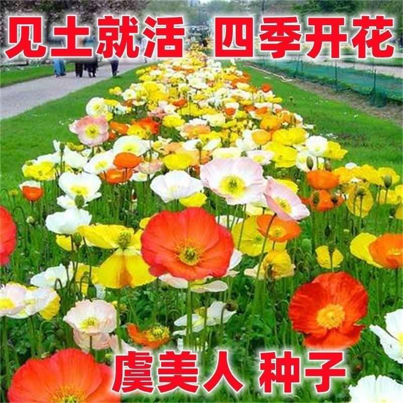 虞美人花种子 混色冰岛美人四季开花多年生庭院造景阳台花卉种子