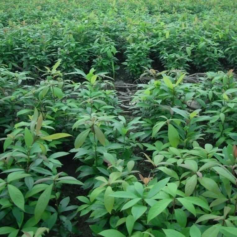 金丝楠木树种子金丝楠木种子小叶楠种子细叶金丝楠籽桢楠南木种子