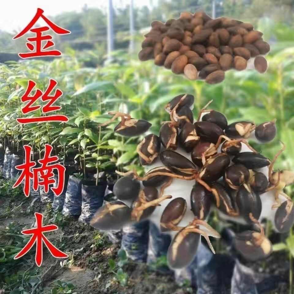金丝楠木树种子金丝楠木种子小叶楠种子细叶金丝楠籽桢楠南木种子
