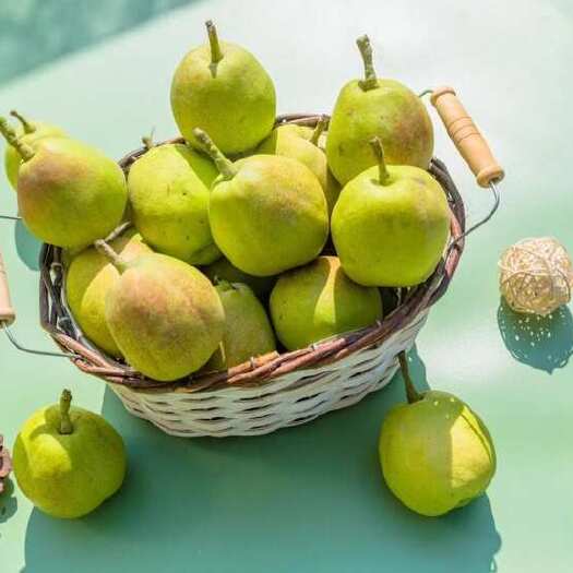 库尔勒市新疆新鲜水果 库尔勒香梨 5斤顺丰产地直发 批发整车团购代发