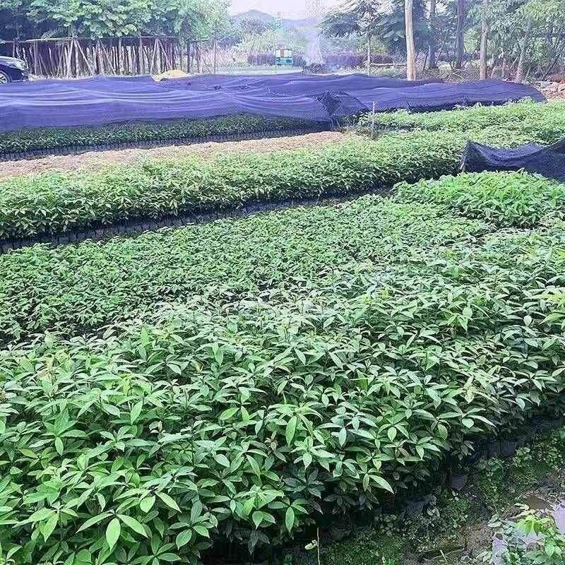 金丝楠木树种子金丝楠木种子小叶楠种子细叶金丝楠籽桢楠南木种子