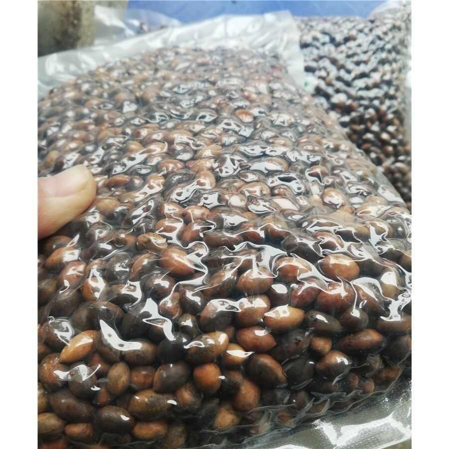 金丝楠木树种子金丝楠木种子小叶楠种子细叶金丝楠籽桢楠南木种子