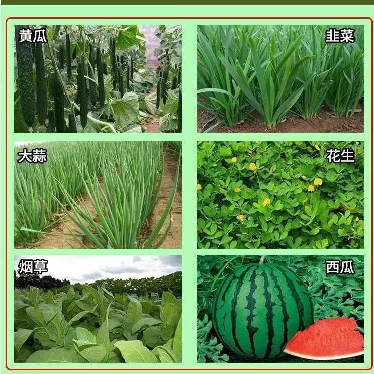 颗粒天骄46.7噻虫嗪杀虫环专用正品白粉虱蓟马农用杀虫剂农药