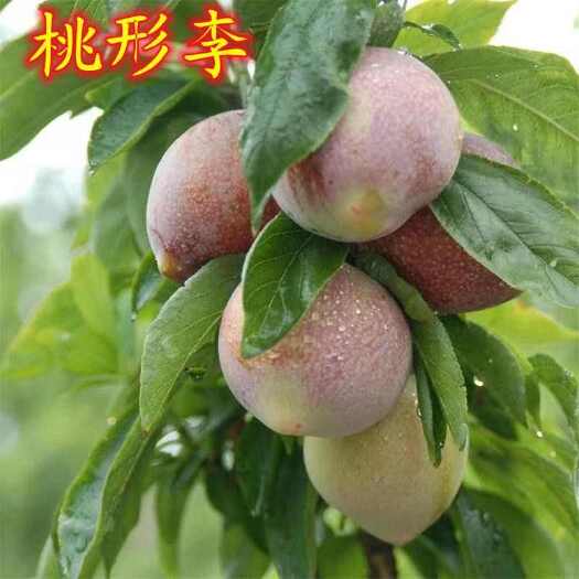 莒南县桃形李李子苗嫁接苗包结果支持技术指导可签合同南北方可种