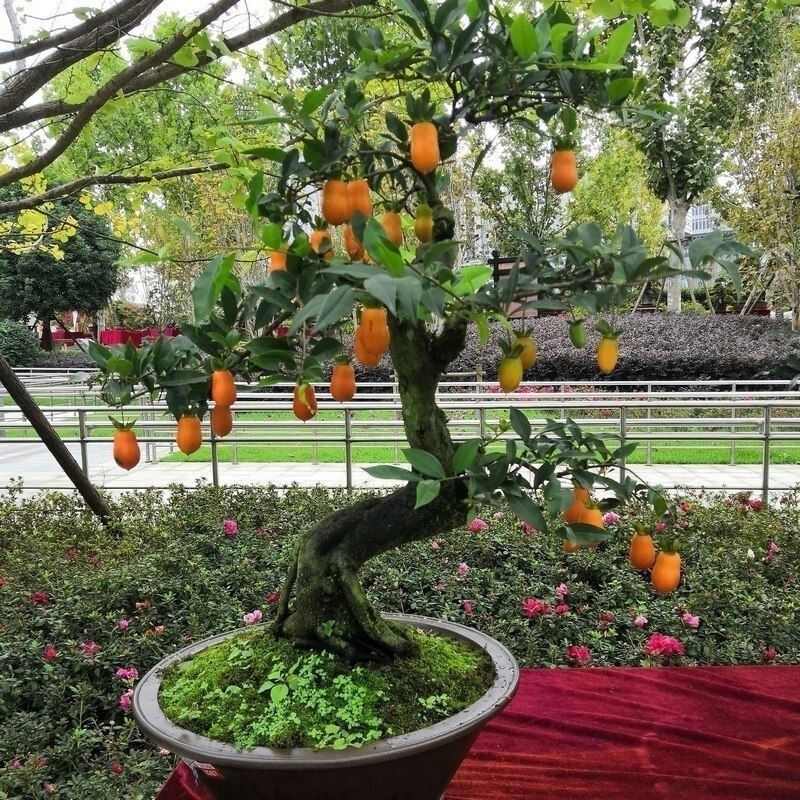 金弹子种子 盆景树金弹子种子 金弹子种籽 金单弹子种籽 金弹