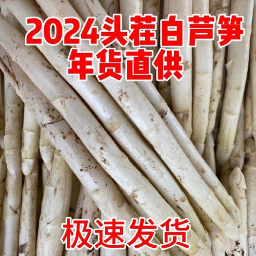 曹县新鲜头茬白芦笋农场现采现发鲜脆自产自销
