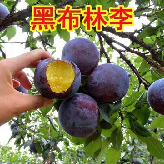 莒南县黑布林李子苗嫁接苗包结果支持技术指导可签合同南北方可种