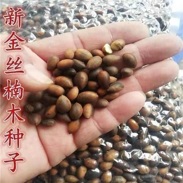 金丝楠木树种子金丝楠木种子小叶楠种子细叶金丝楠籽桢楠南木种子