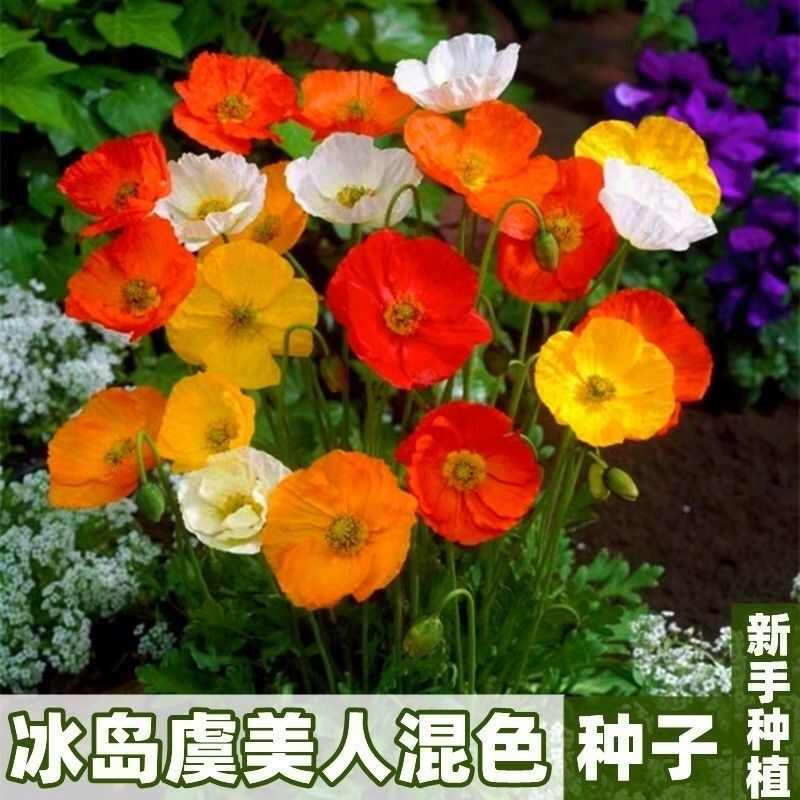 虞美人花种子 混色冰岛美人四季开花多年生庭院造景阳台花卉种子