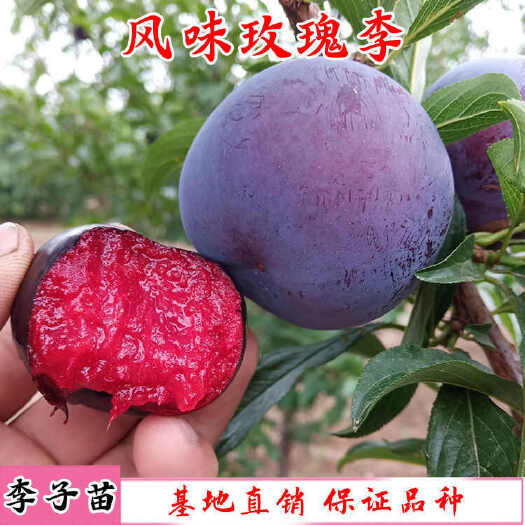 莒南县风味玫瑰李子苗嫁接苗包结果支持技术指导可签合同南北方可