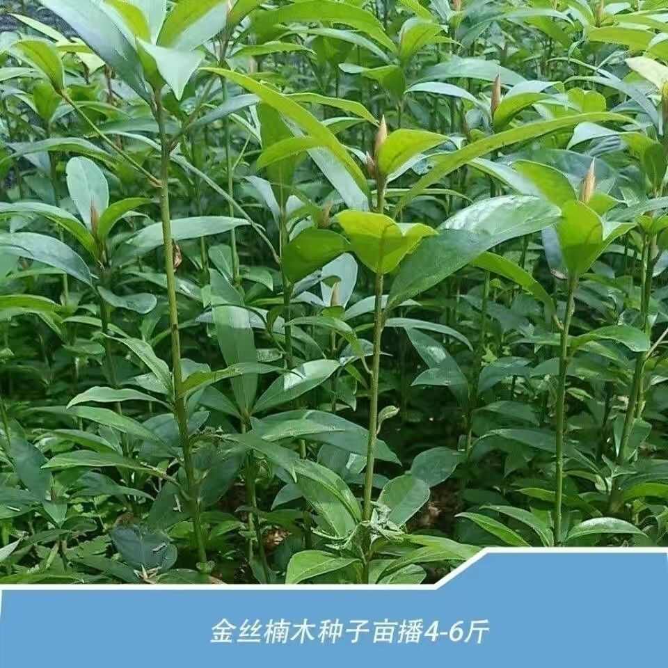 金丝楠木树种子金丝楠木种子小叶楠种子细叶金丝楠籽桢楠南木种子