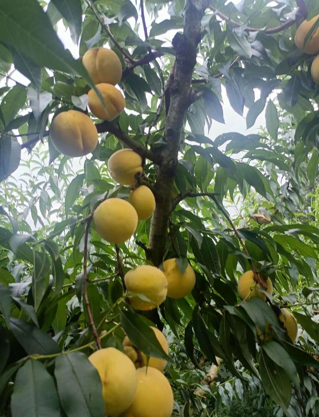 锦绣黄桃苗 芒果味大果型 果肉金黄高糖纯甜 保证正品假一赔十