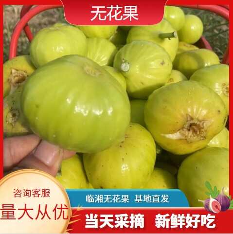 波姬红无花果  新鲜无花果，当天采摘，新鲜好吃