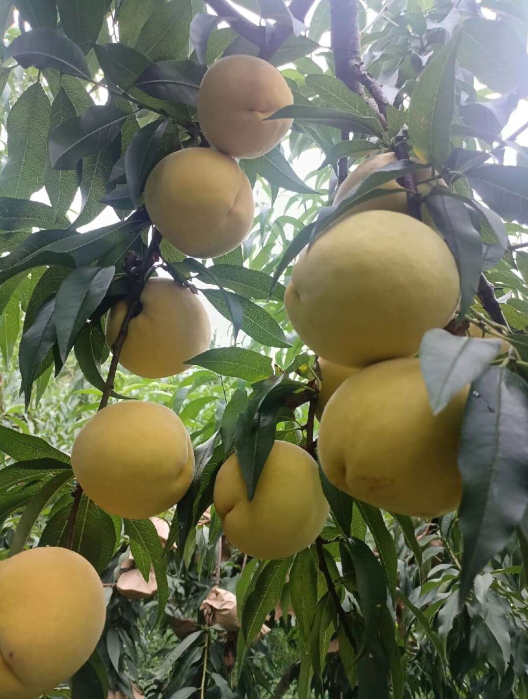 锦绣黄桃苗 芒果味大果型 果肉金黄高糖纯甜 保证正品假一赔十