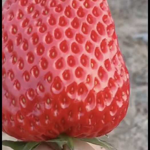 红颜