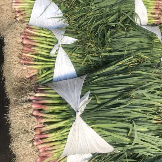 厦门红根蒜苗