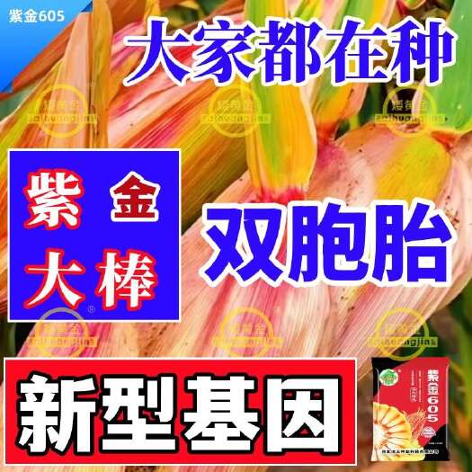 石家庄紫金605玉米种子  苞米种子大全矮杆杂交优质玉米种子抗病