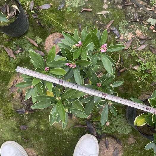 漳平市瑞香
