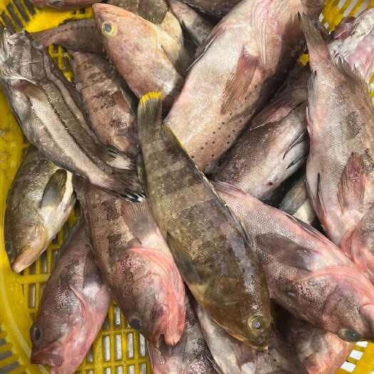 茂名红石斑鱼 海捕天然品质 杀好去肚（约一斤两条规格）批发