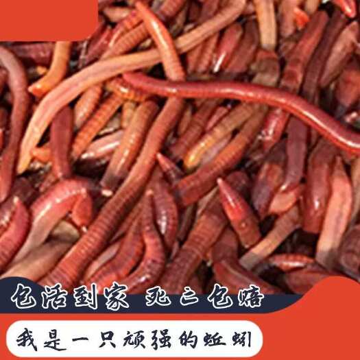 北海紫电蚯蚓钓鱼饵料